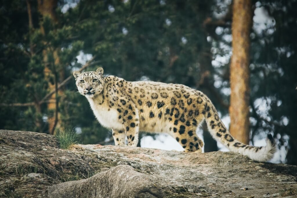 Virgo: The Methodical Snow Leopard