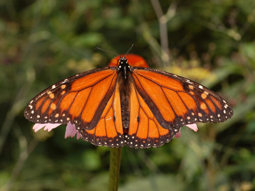 Libra: The Harmonious Monarch Butterfly