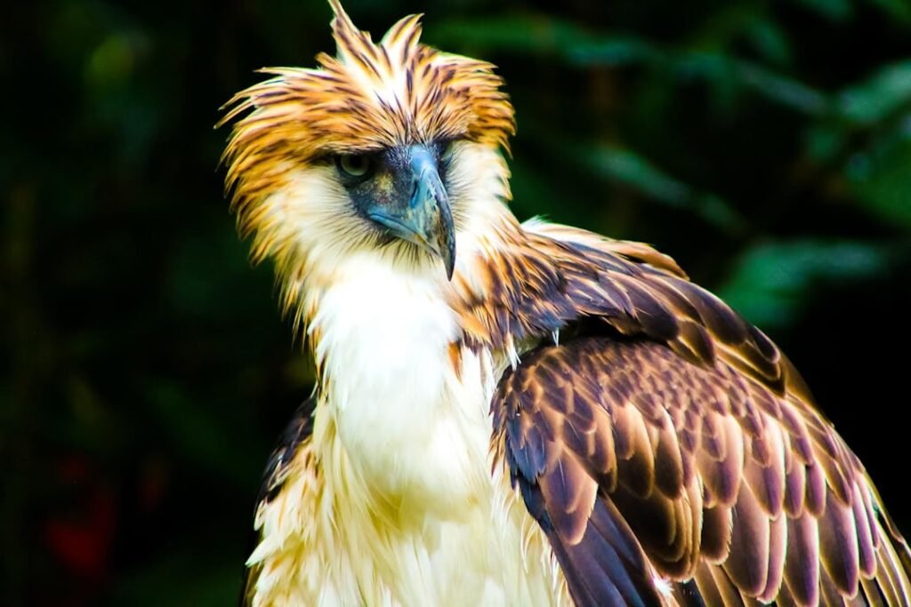 Scorpio: The Mysterious Philippine Eagle