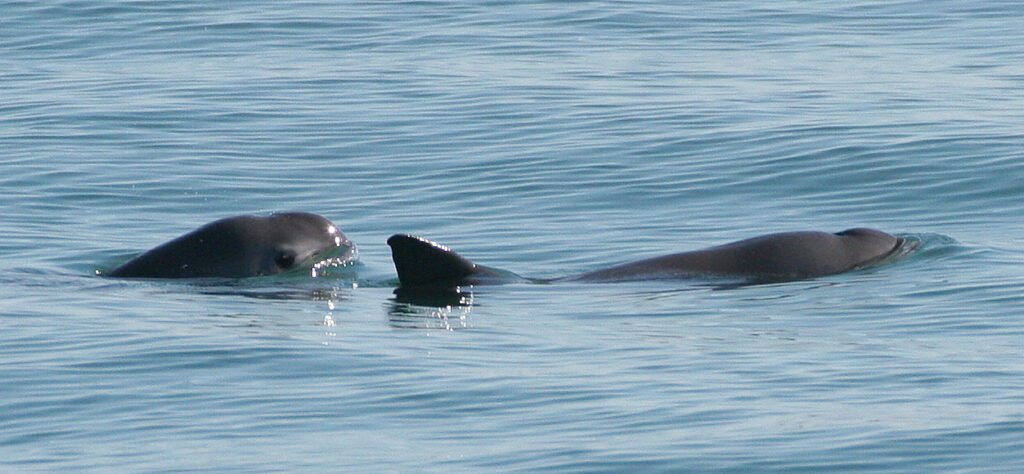 Sagittarius: The Wandering Vaquita Porpoise