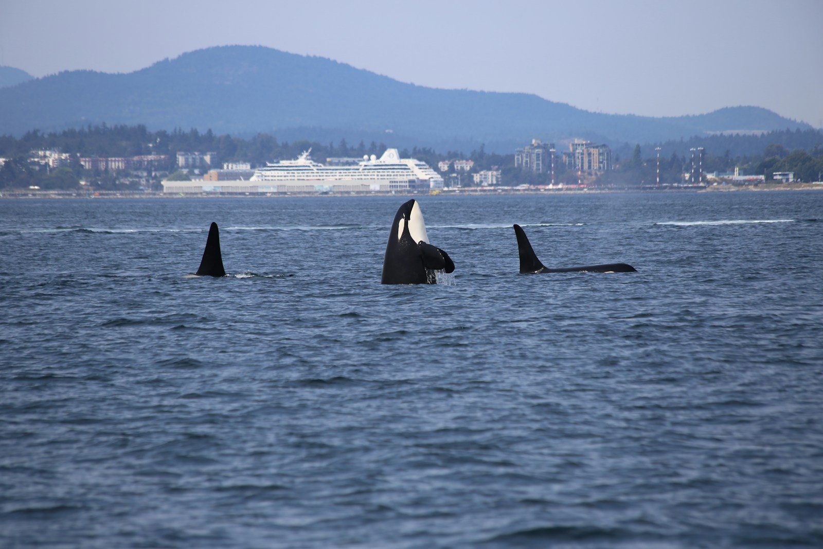 Washington’s Orcas Show New Hunting Techniques