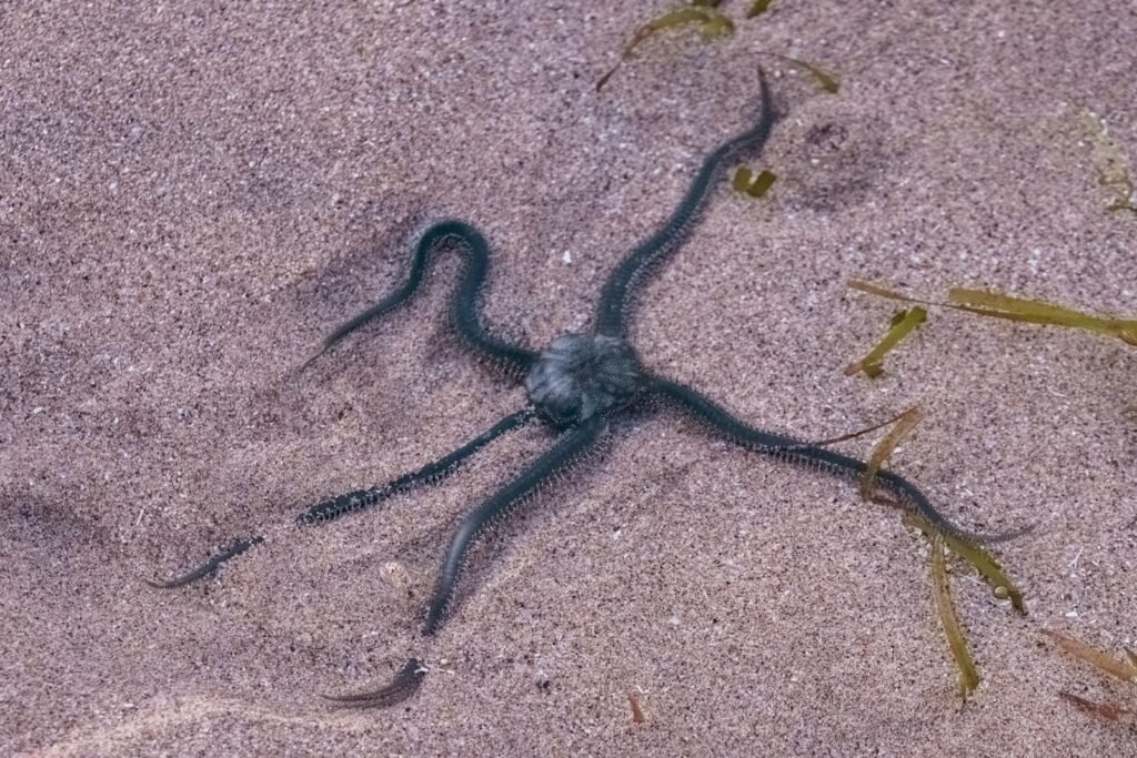 A small lizard crawling in the sand on the beach