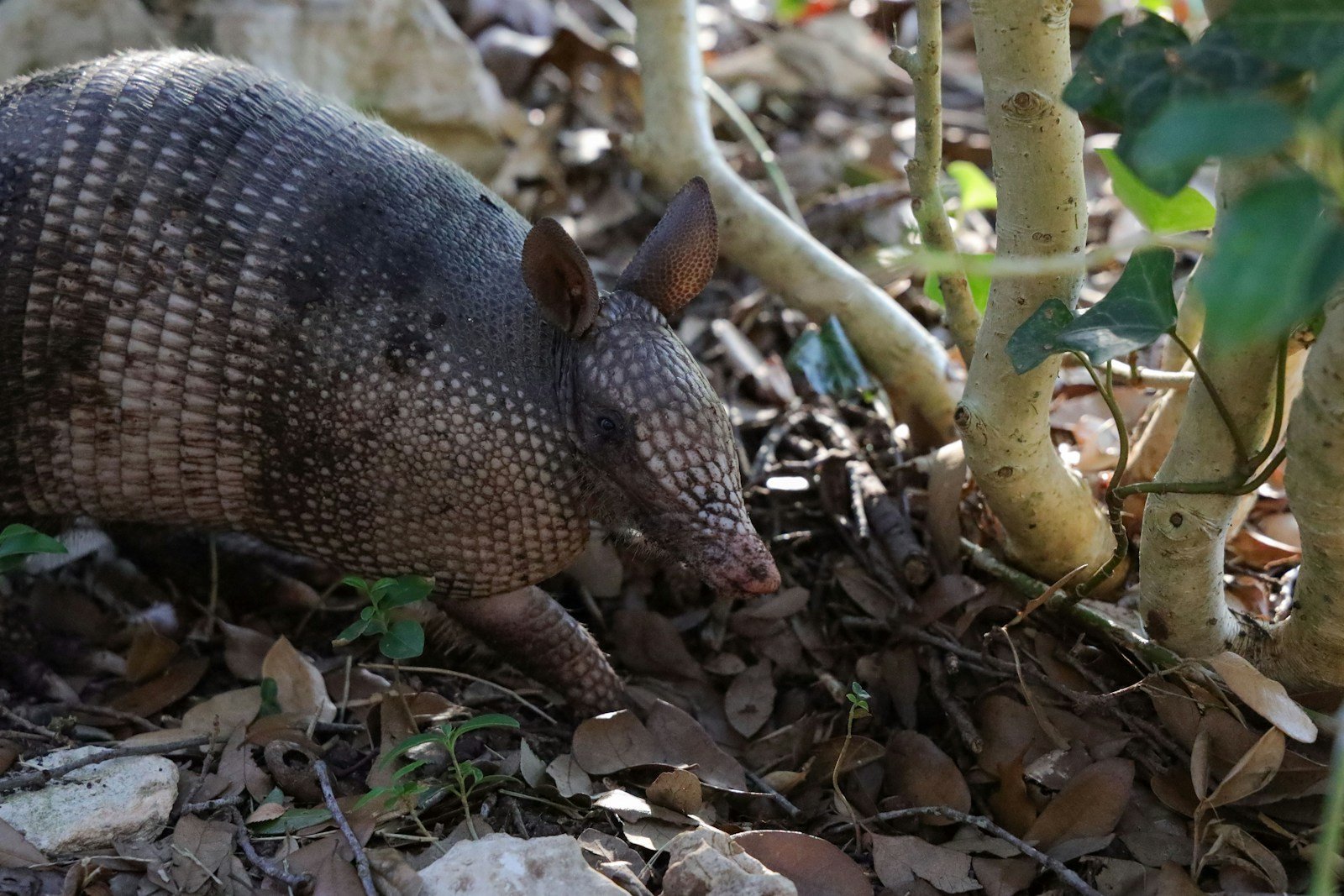 Texas Armadillos Are Marching North – Here’s Why