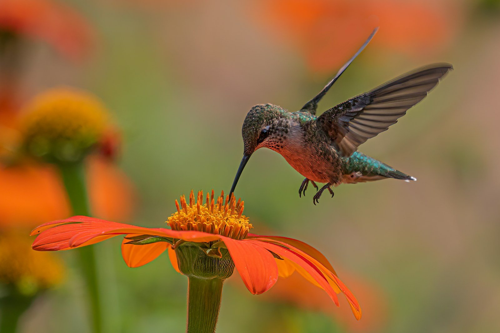 Arizona Hummingbirds Defy the Desert