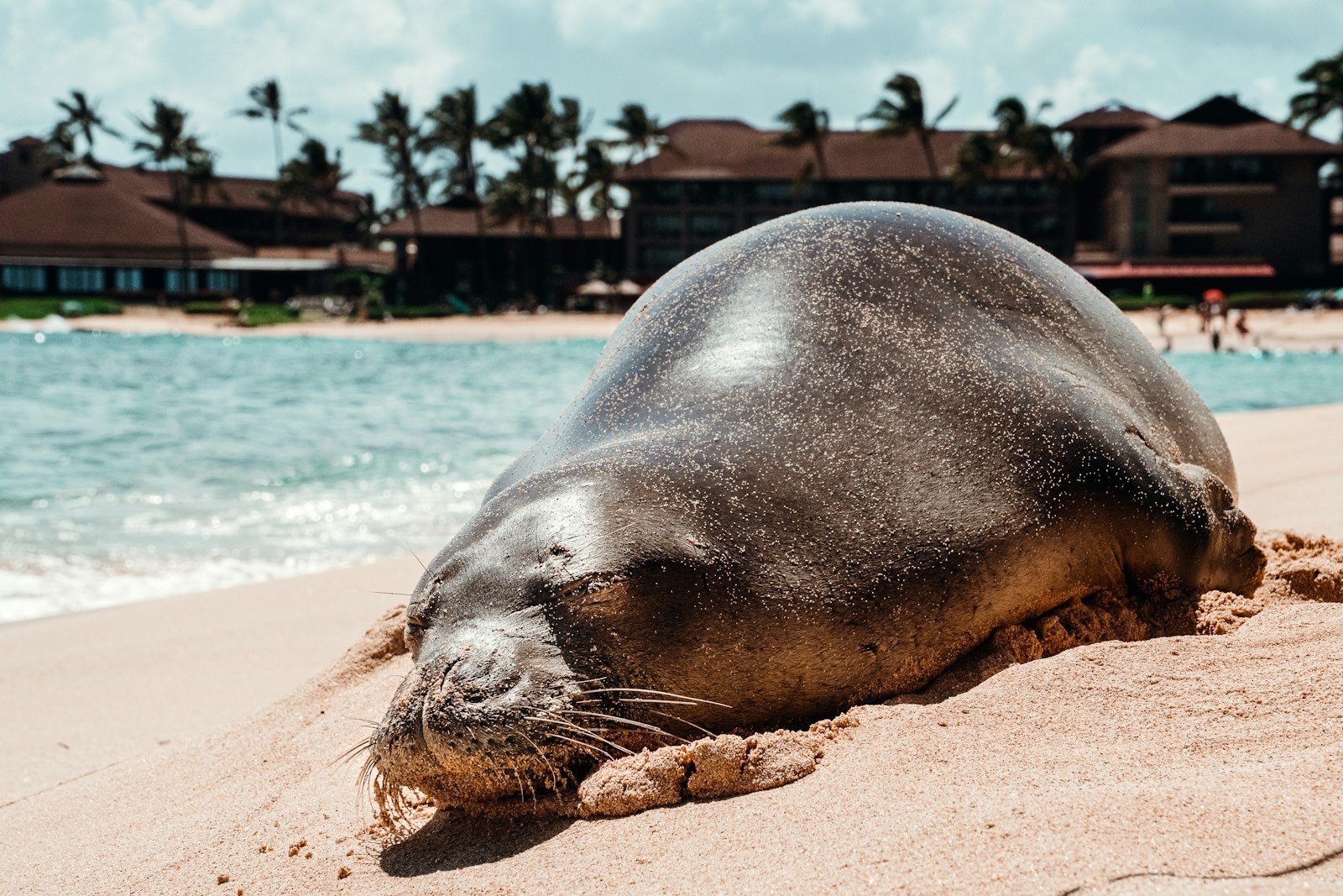 Hawaii Monk Seals Recover Fast