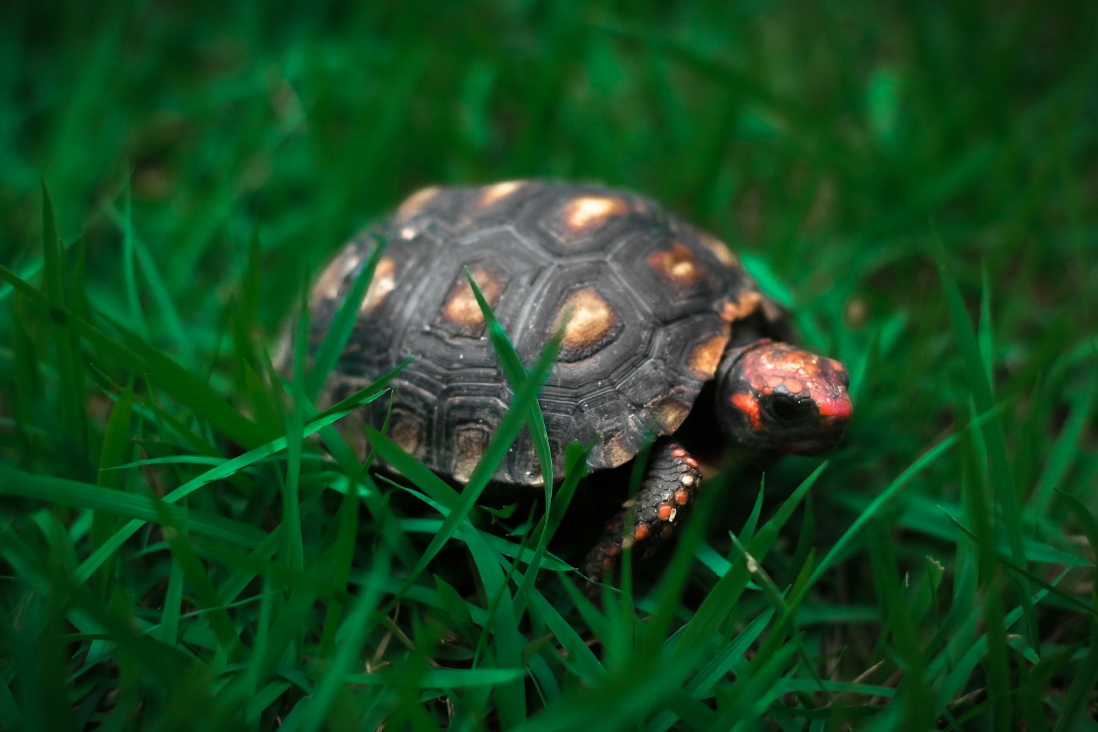 Meet the Gopher Tortoise: The Keystone Species Saving Florida’s Ecosystems