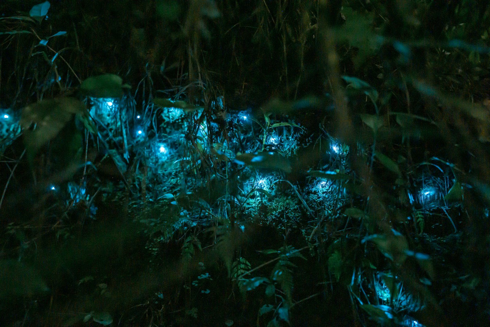 Biologists Find Glow Worms Lighting Up North Carolina Caves