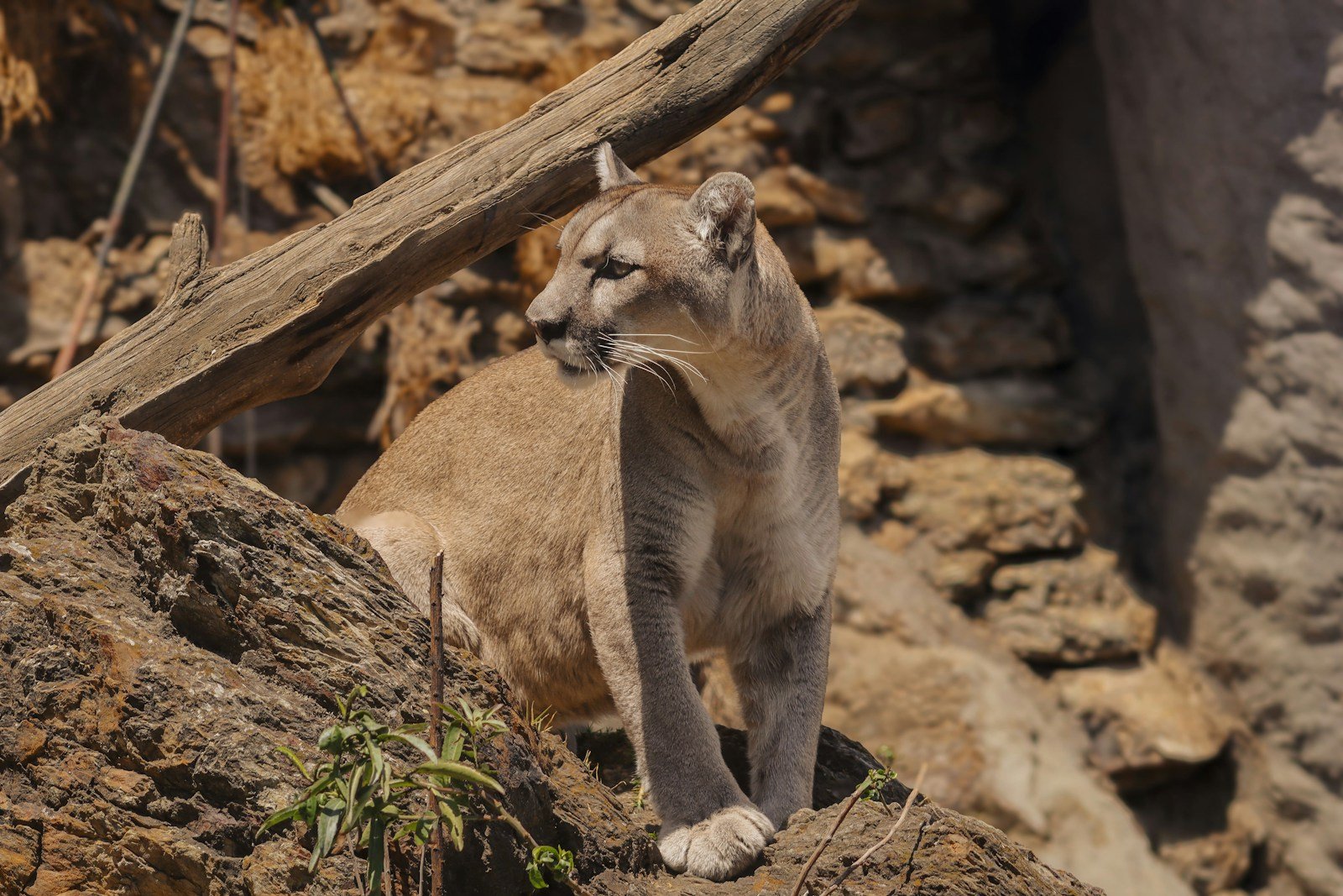 Which Zodiac Signs Mirror the Strength of Mountain Lions?