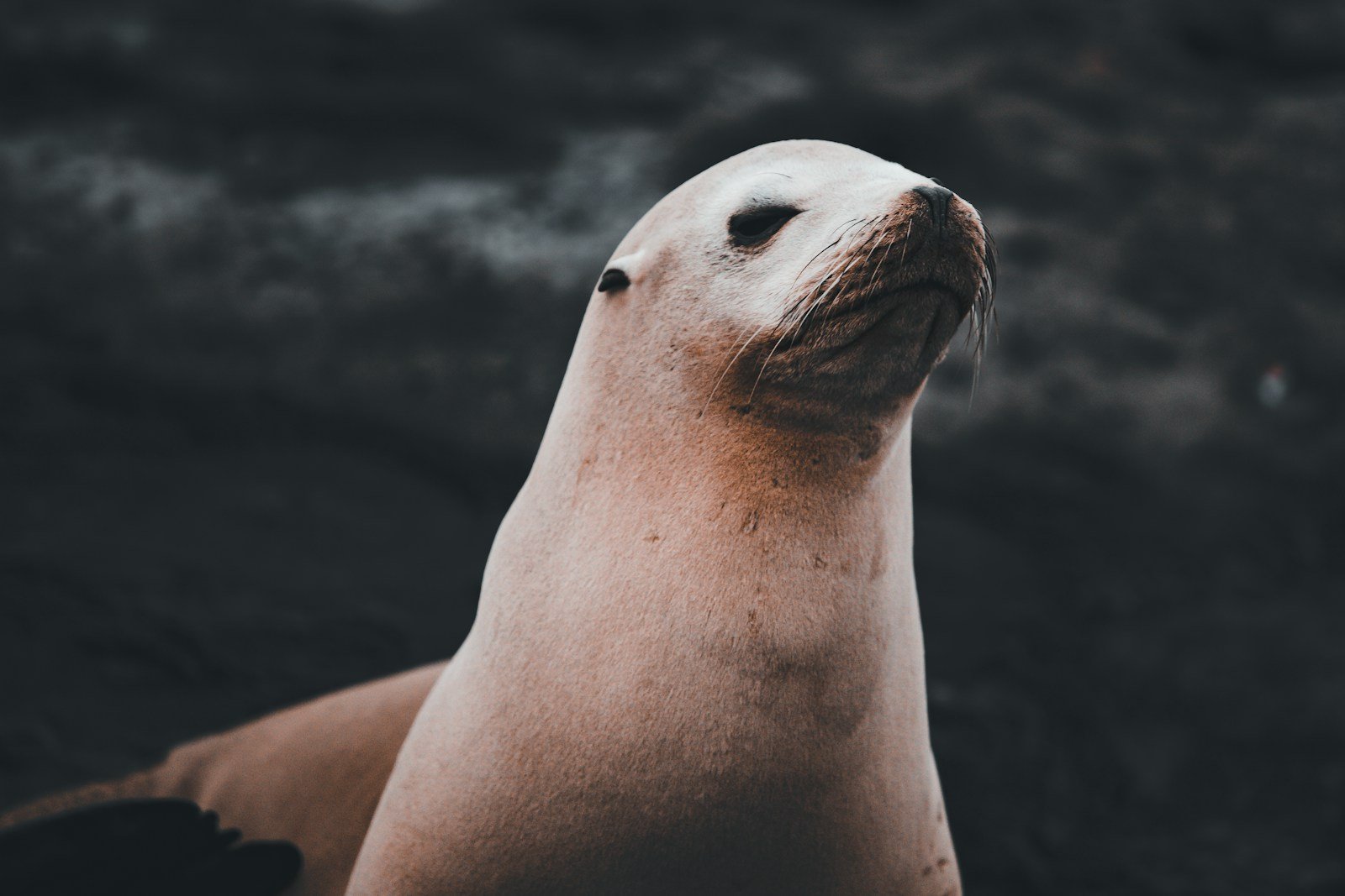 Hawaii’s Monk Seals Find Hope