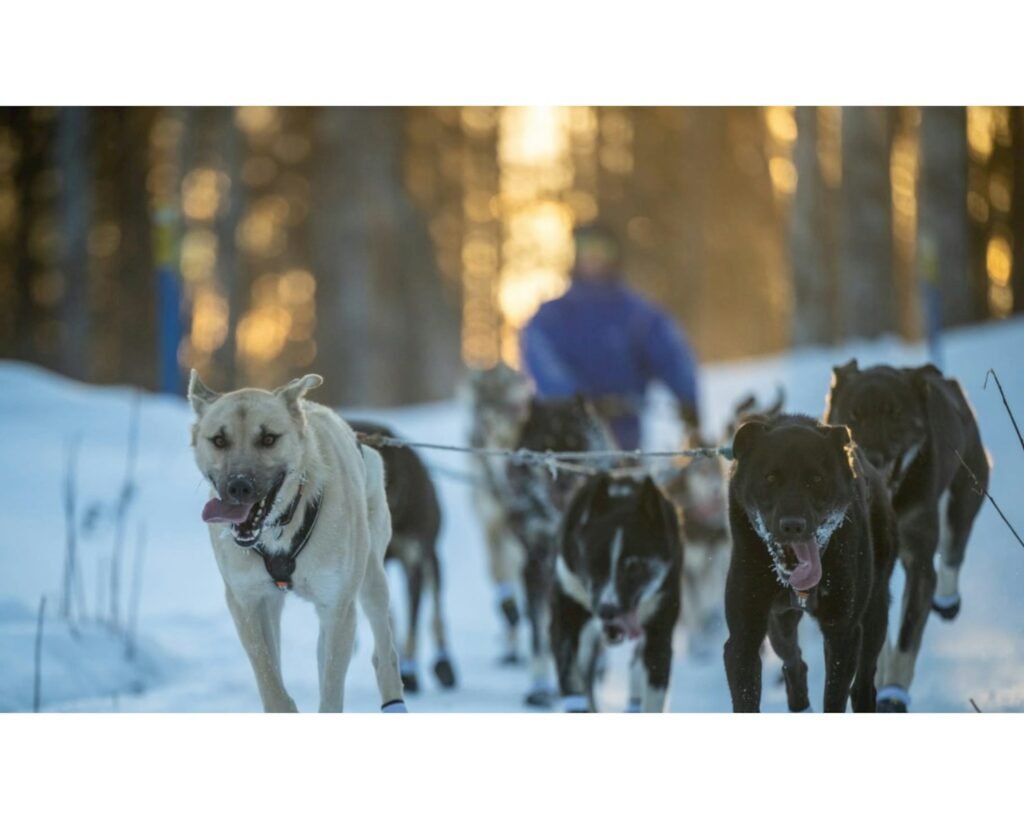Sled dogs pulling a musher through a snowy forest.