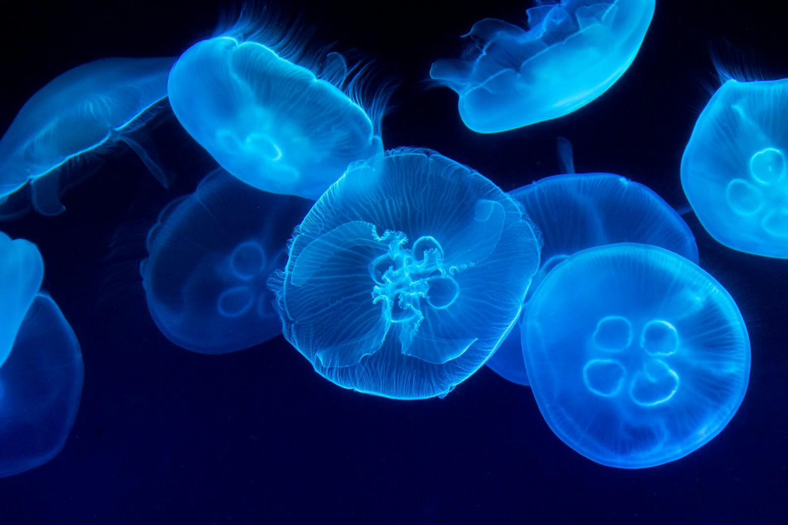 The Jellyfish That Lives Forever by Resetting Itself