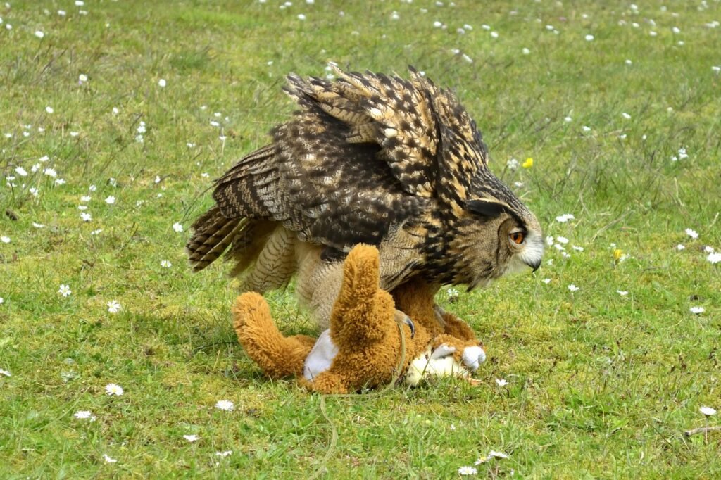 a bird of prey with a stuffed animal in the grass
