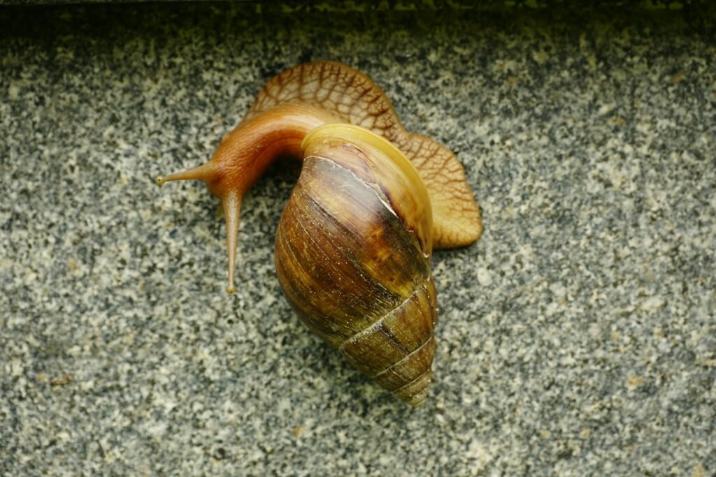 a close up of a snail on a stone surface