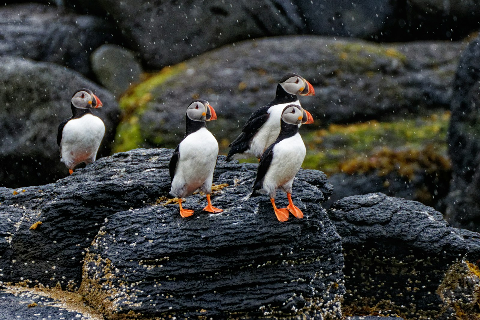 Maine Puffins Bounce Back