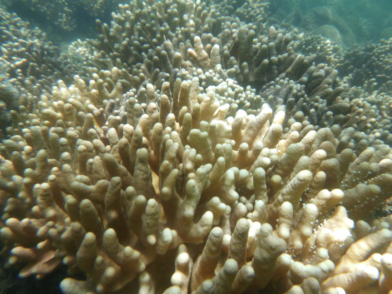 Coral Bleaching Crisis in Florida