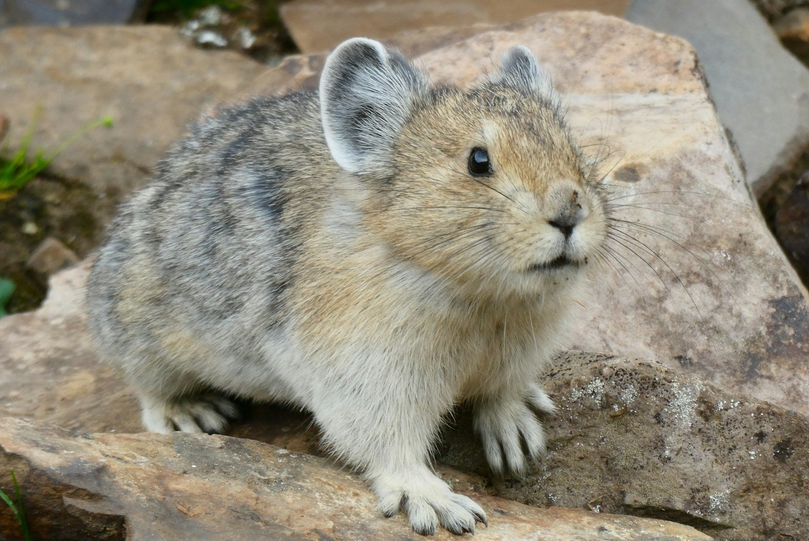 Colorado’s Pikas Face Melting Mountains