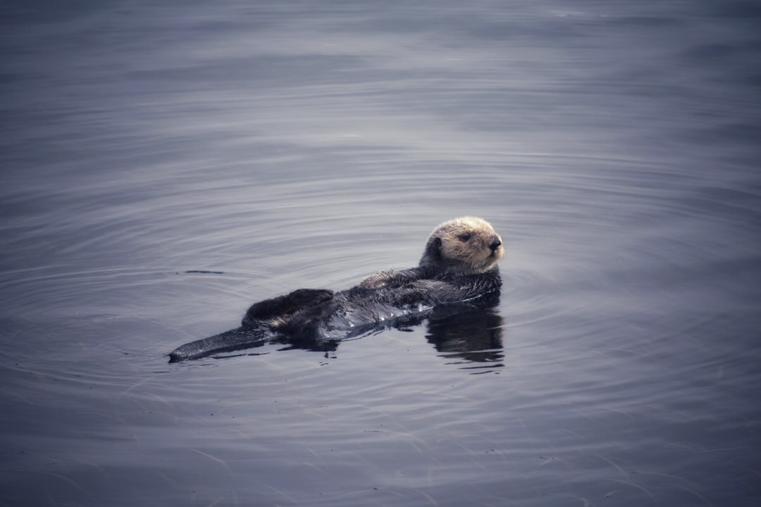 Sea Otters Are Rebuilding California Kelp – 7 New Studies in 2025