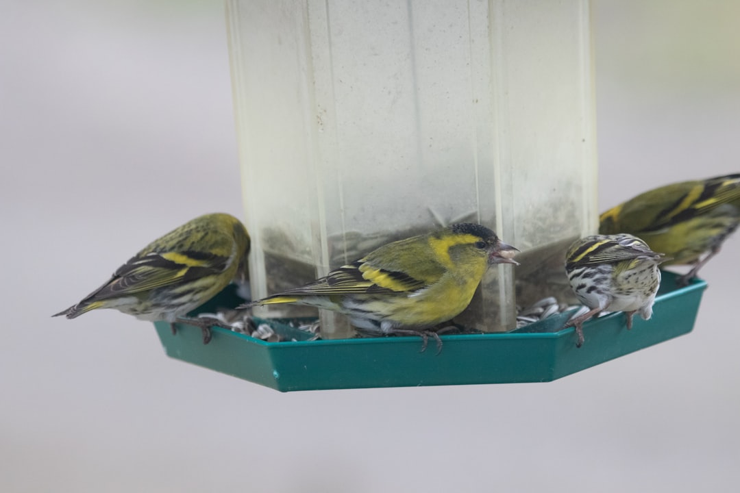 10 American Cities Testing Bird-Safe Skyscraper Glass – Early Results