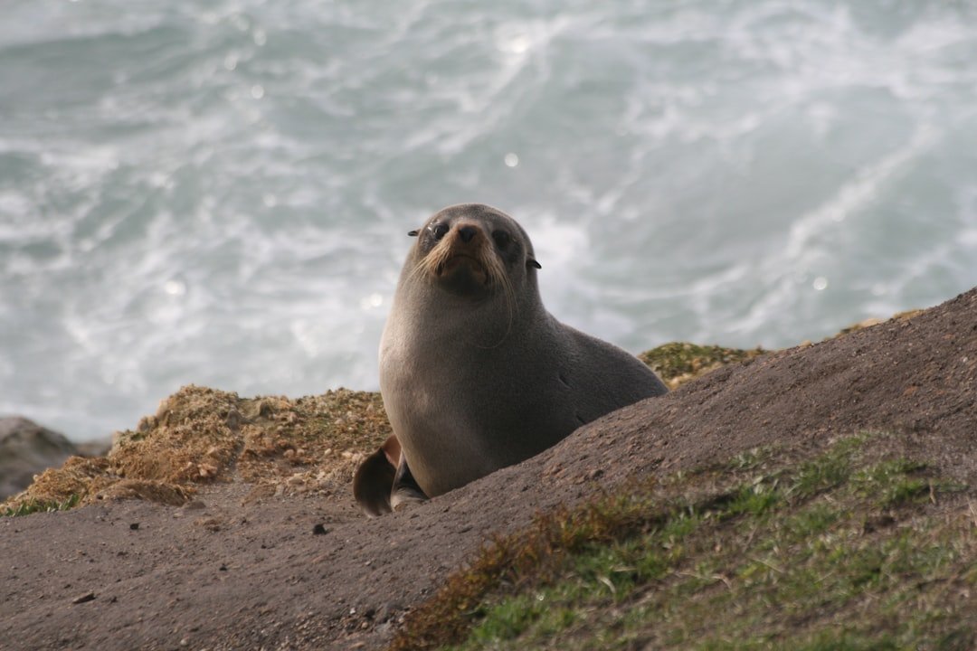 Rhode Island Harbor Seals Pack In