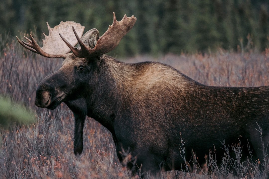 New England’s Moose vs. Winter Ticks – 7 Solutions That Actually Help