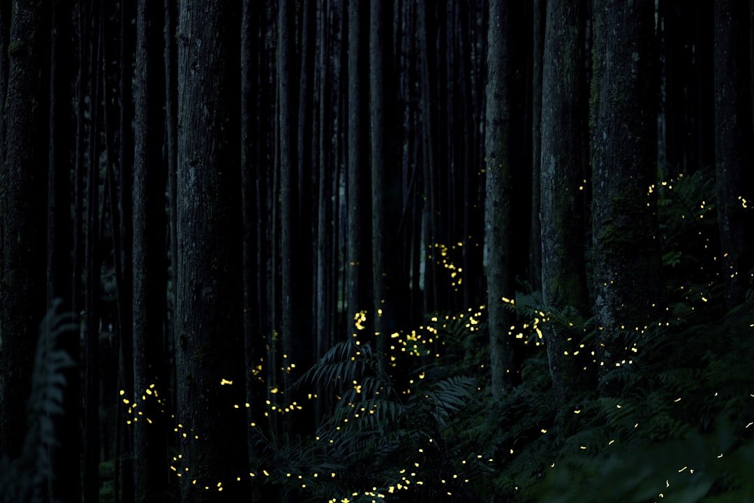 New Firefly Species Identified in Southern Wetlands