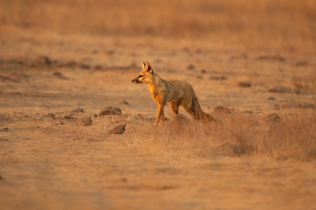 10 U.S. Counties Tracking Coyotes by GPS – What We’ve Learned