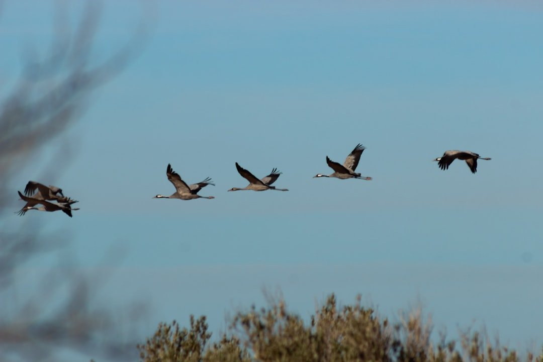 Which Flying Creature Matches Sagittarius Freedom?