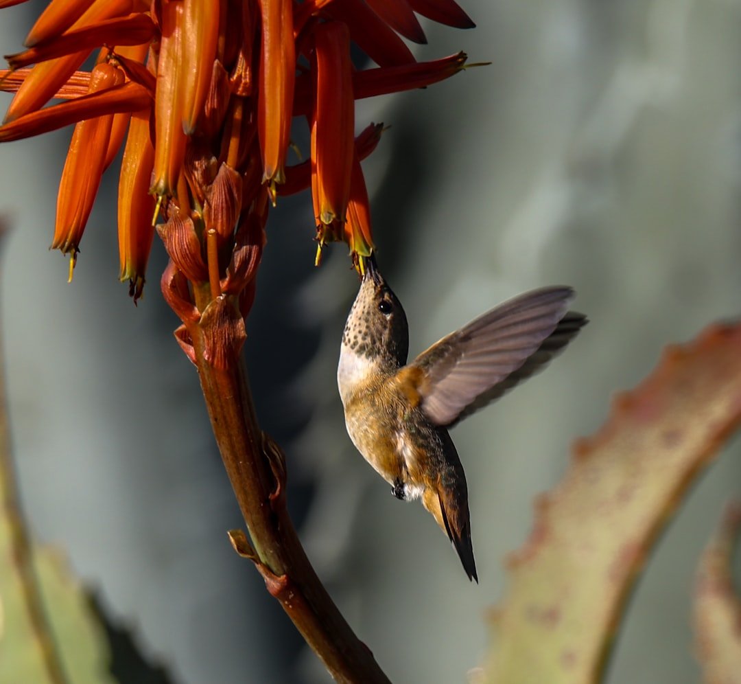 Why Arizona’s Hummingbirds Thrive in Heat – 7 Survival Tricks