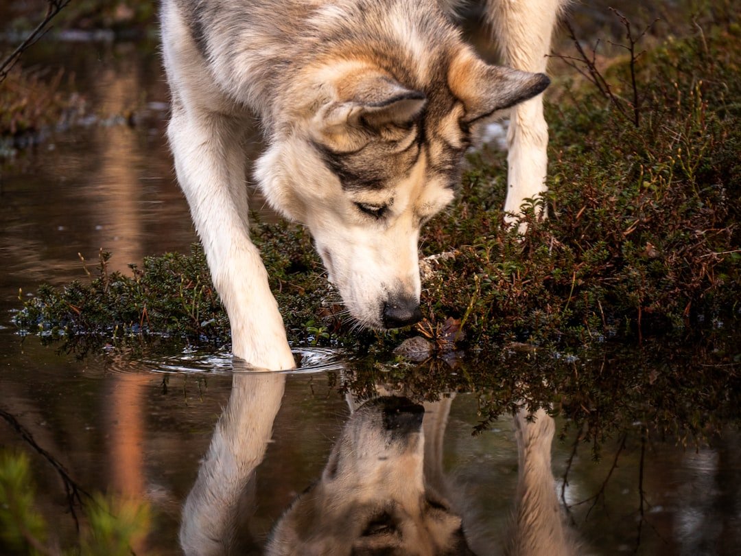 Yellowstone’s Wolves Are Changing Rivers – Here’s the Science Behind the Phenomenon