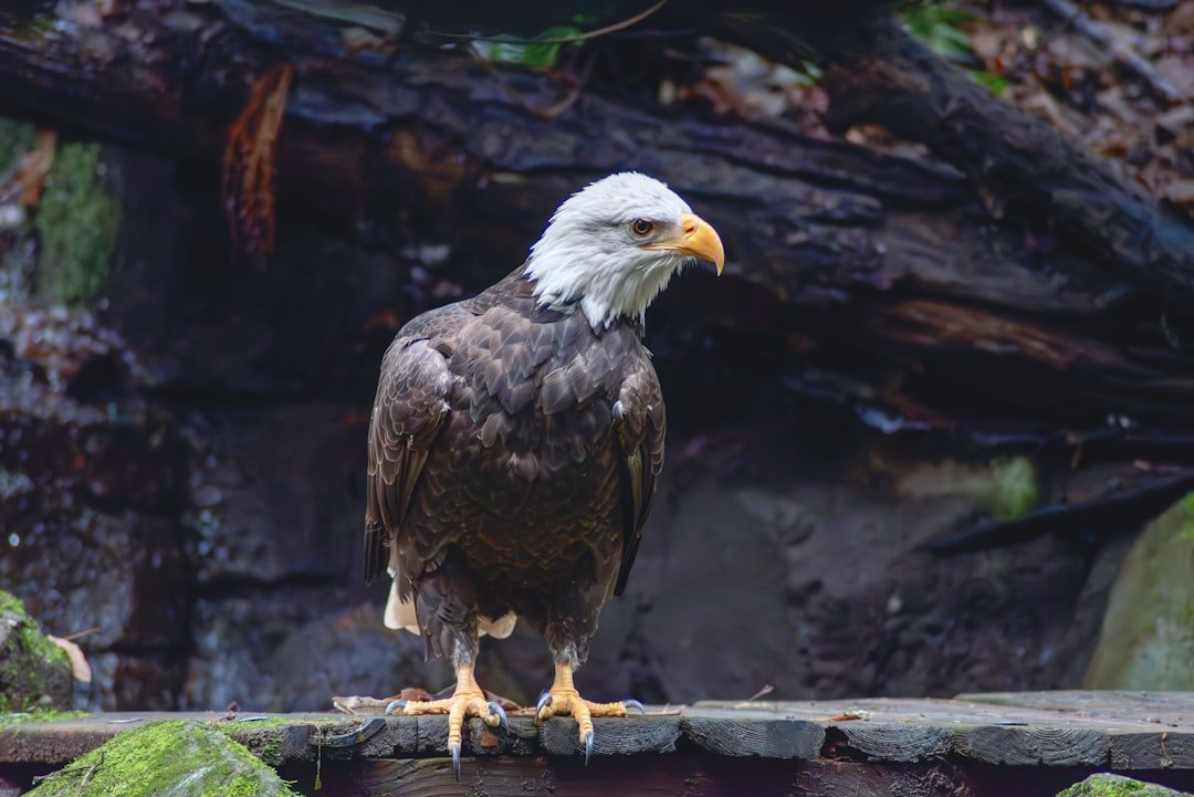 Eagles Flourishing in Montana Thanks to Rewilding