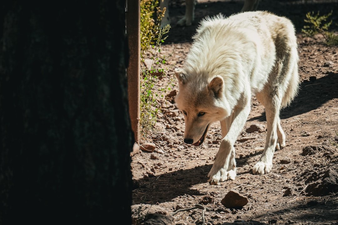10 Wild Relatives of Dogs Still Roaming the Earth