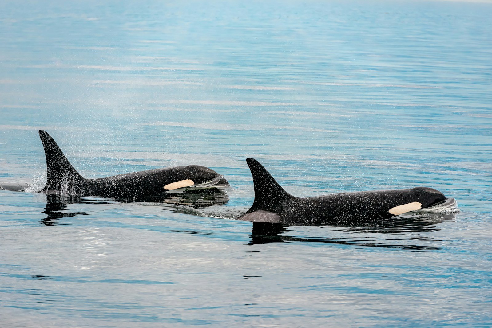 Washington Orcas Shift Routes