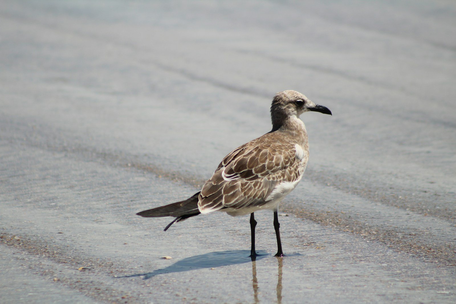 Delaware Red Knots Need One Beach