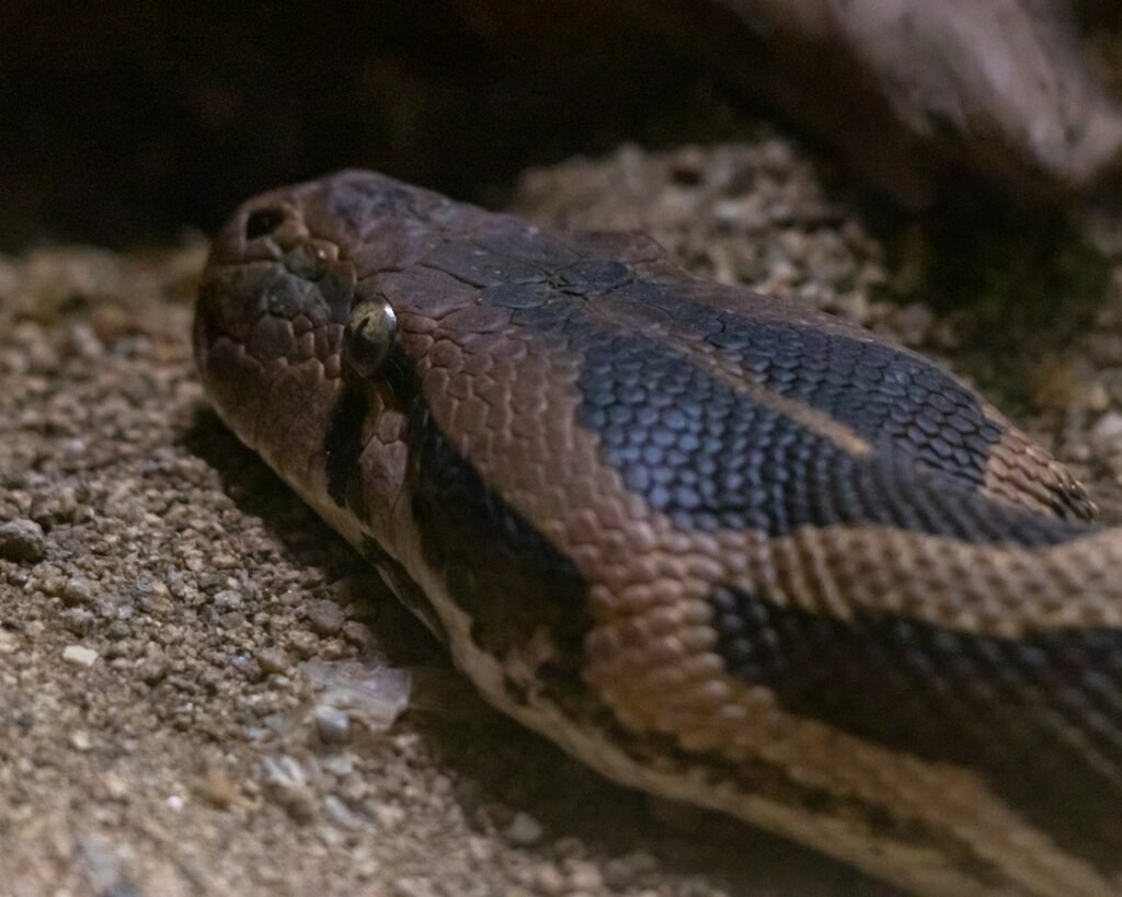 a close up of a snake on the ground