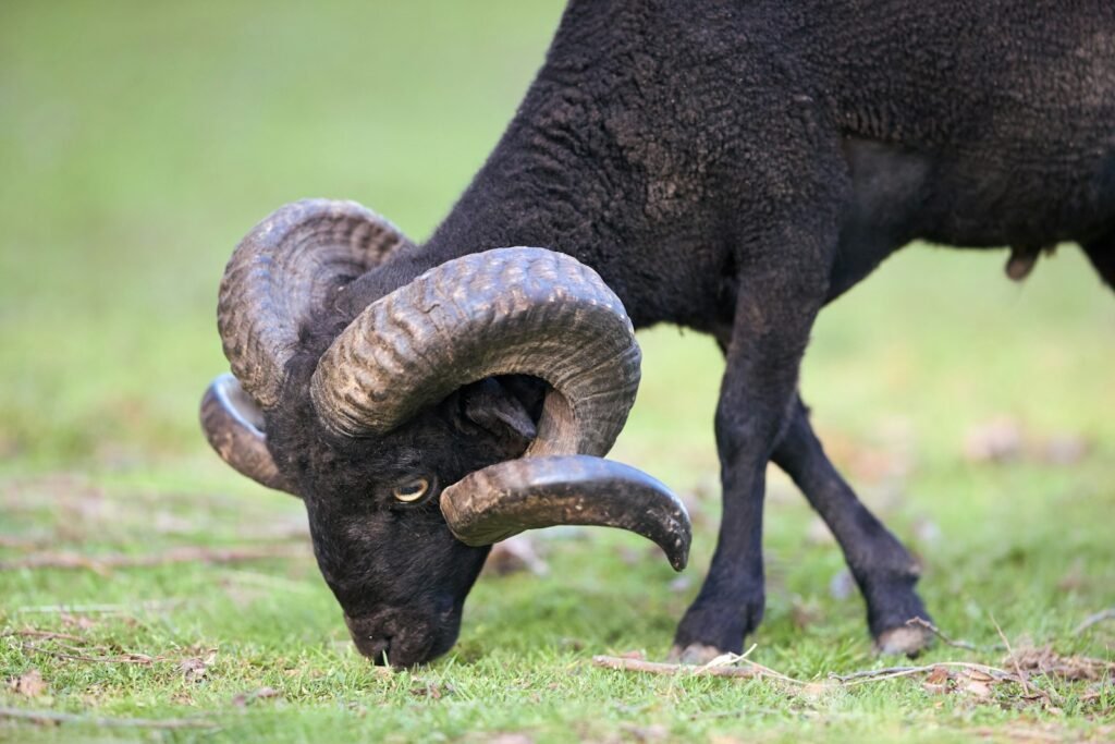A black ram with large curved horns grazing.
