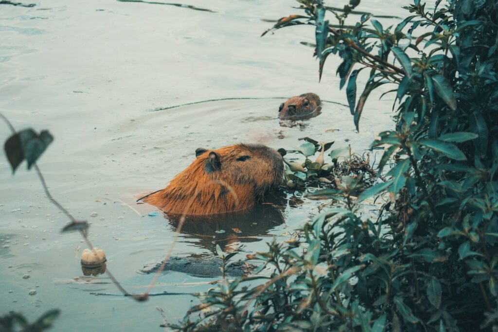 brown animal on water during daytime