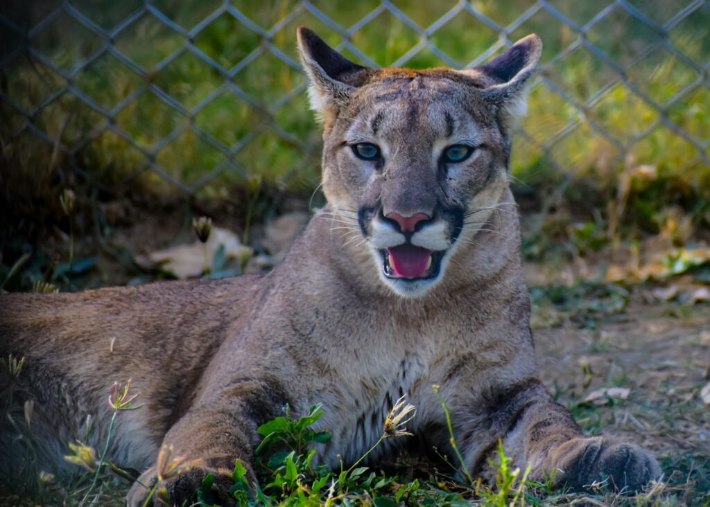a close up of a mountain lion laying on the ground