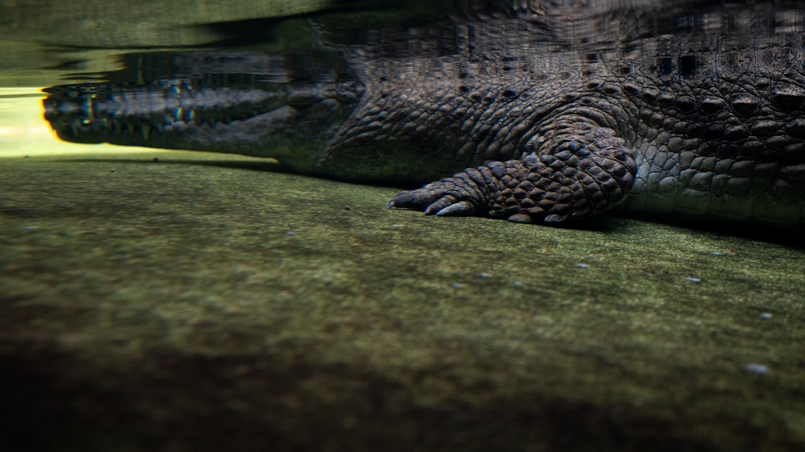 Georgia’s Gators Are Thriving Again