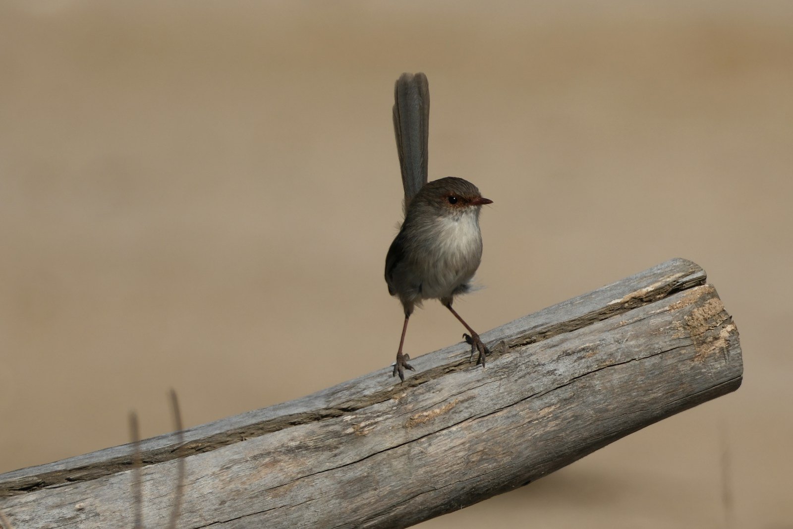 Why Hummingbirds Keep Appearing in Desert Towns