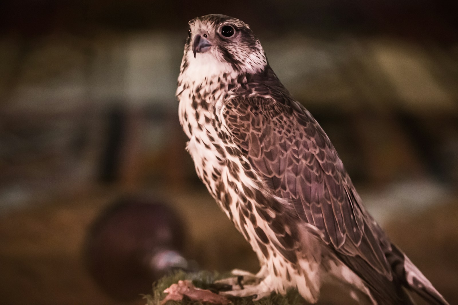New York City’s Falcons Are Booming