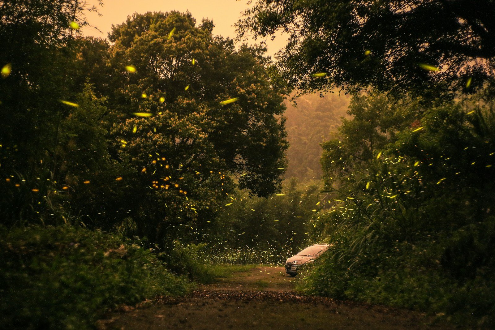 New Firefly Species Found in South Carolina Wetlands