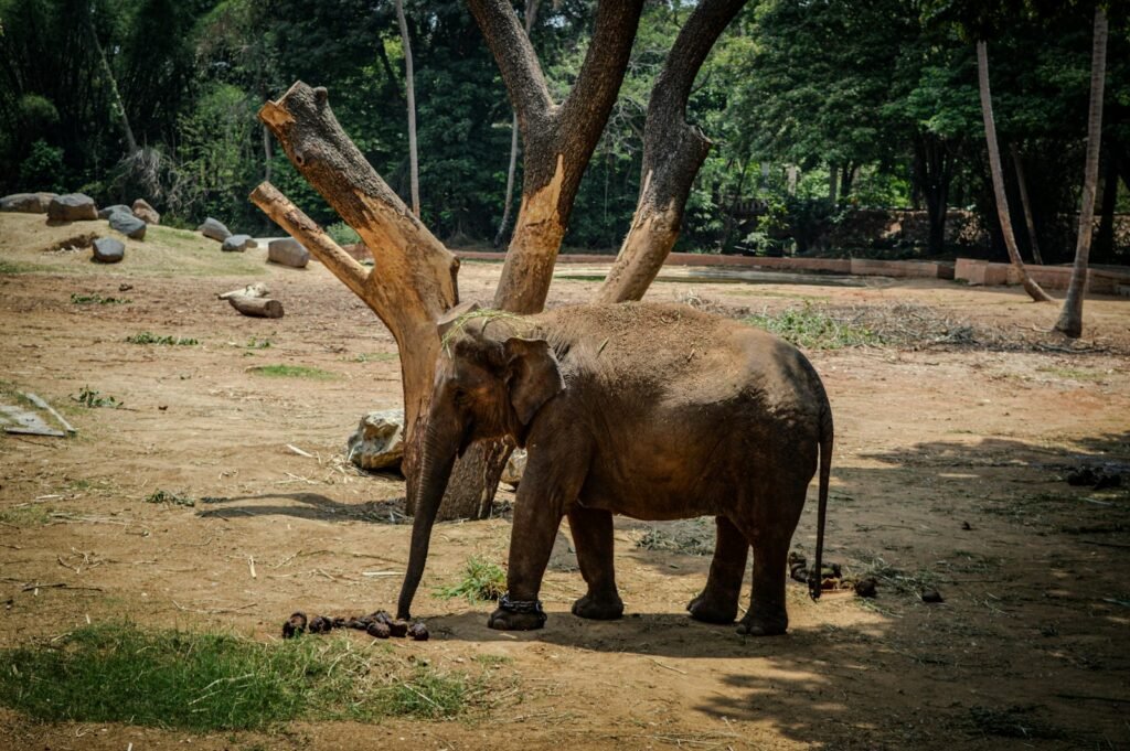 An elephant standing next to a fallen tree