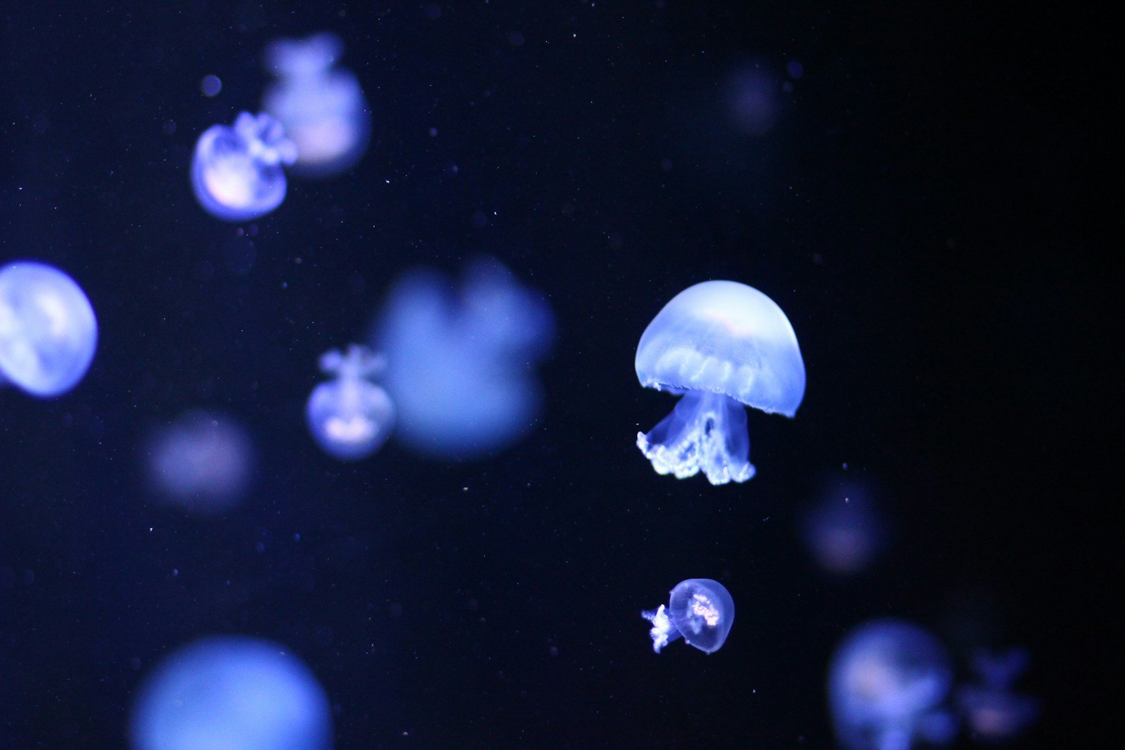 The Jellyfish That Lives Forever