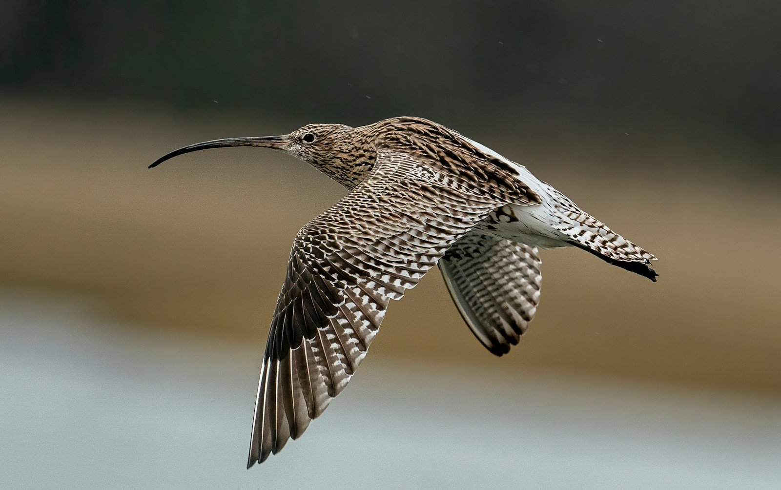 The Physics of Flight: How Birds Break Aerodynamic Rules