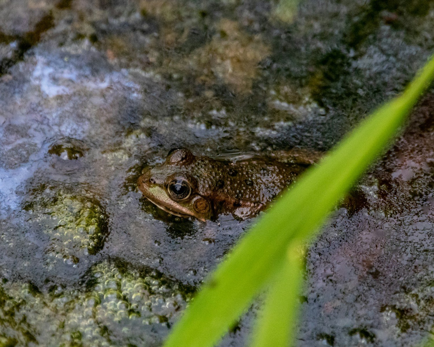Rain Triggers Frog Choruses in Arizona Peaks