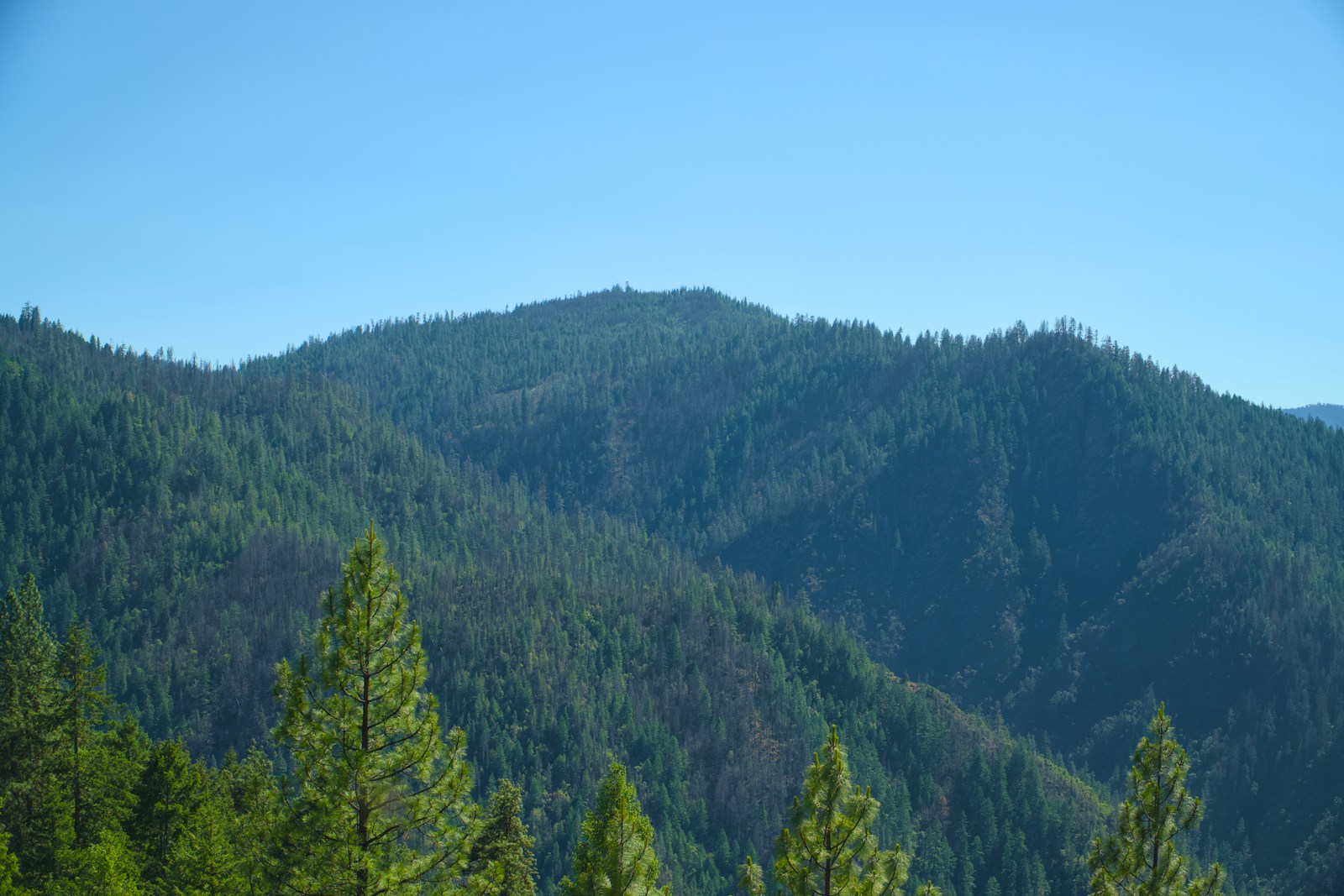 Biologists Uncover 500-Year-Old Trees in Oregon’s Mountains