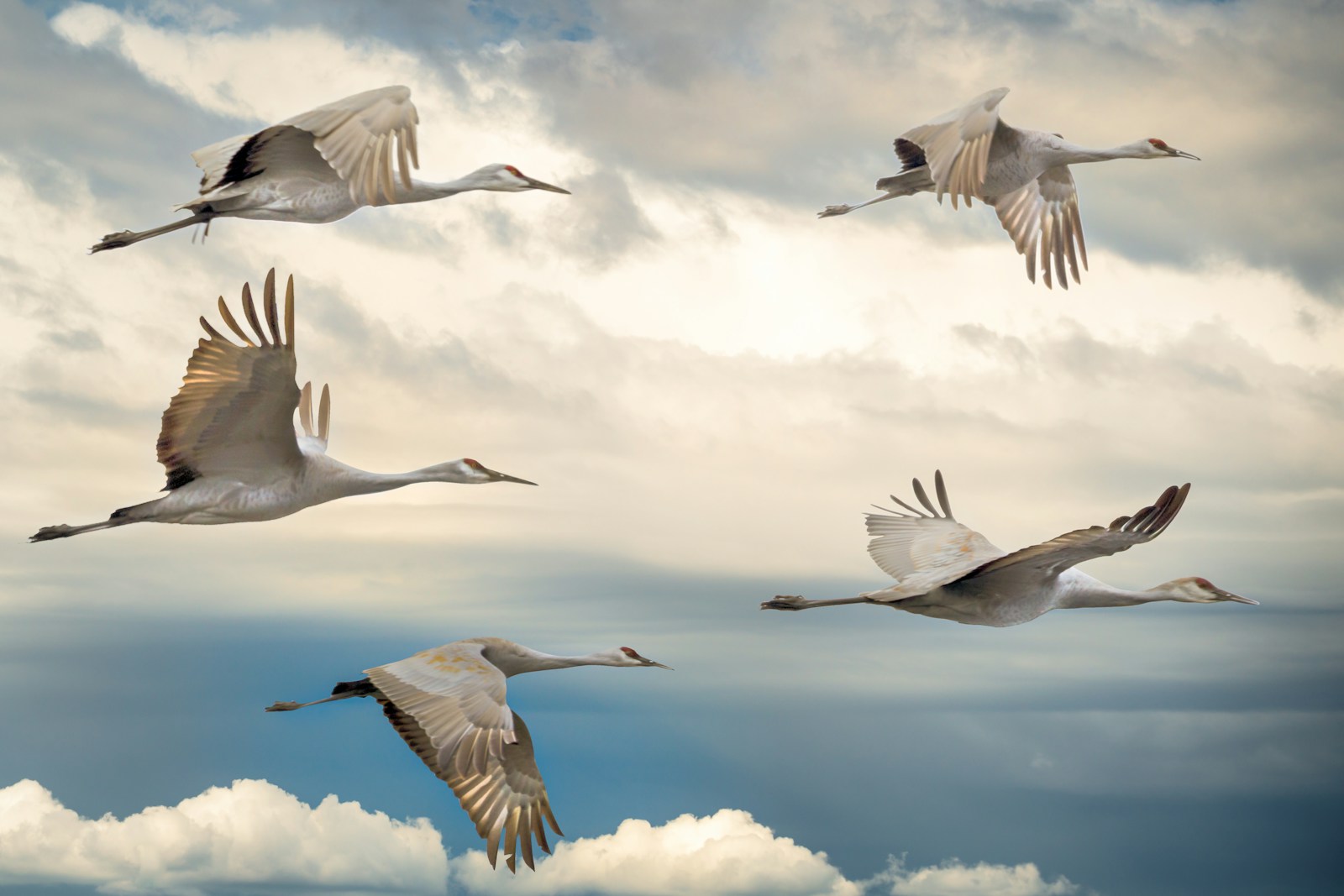 What Animal Role You’d Play in a Migration