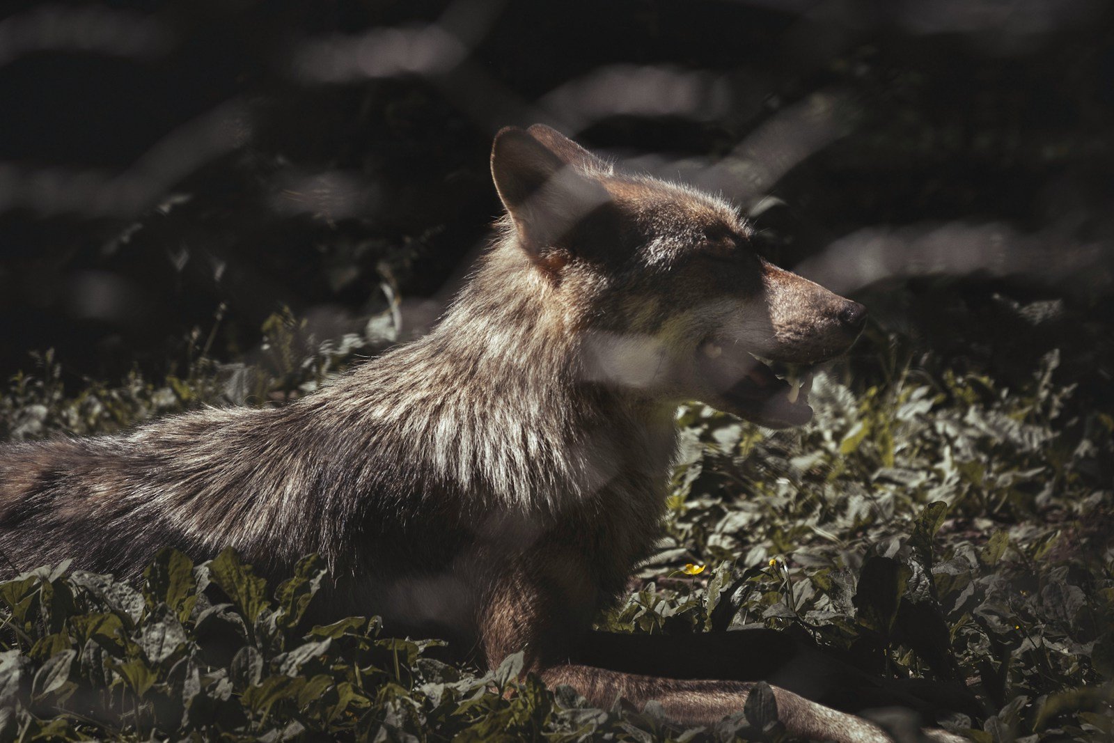 What Should You Do If You See a Wolf In Your Minnesota Backyard