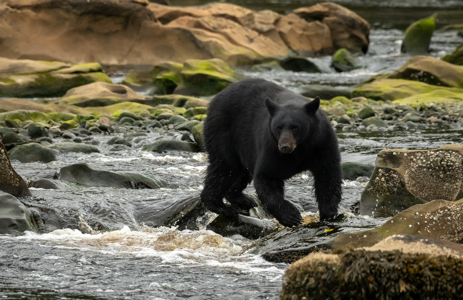 Washington’s Salmon Face a Warming Crisis