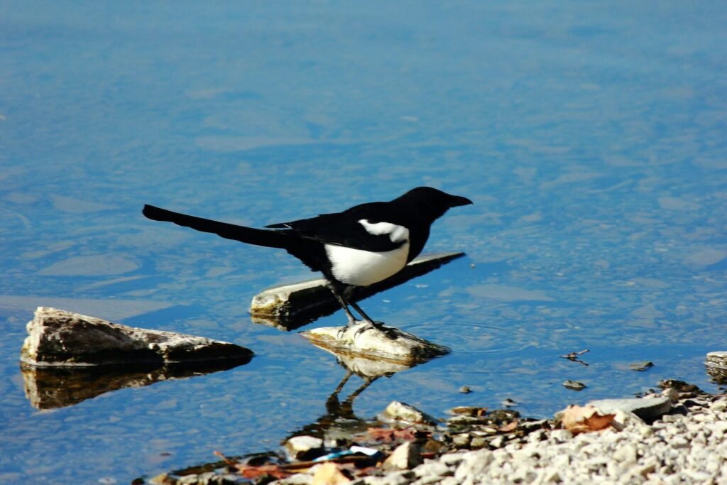 A black and white bird standing on a rock next to a body of water